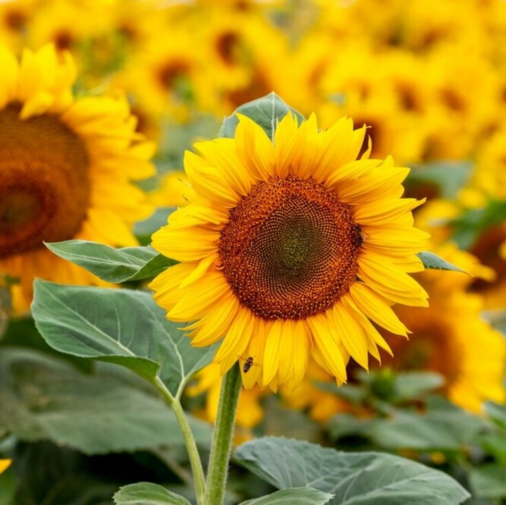 Verzorgen van zonnebloemen: Van plantlocatie tot oogst