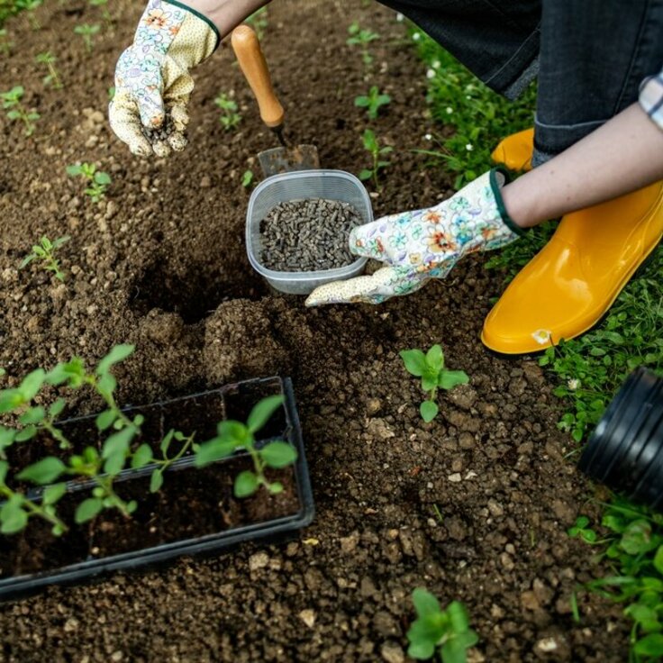 Duurzaam Groen: Tips voor een Milieuvriendelijke Zomertuin (Tuinieren)