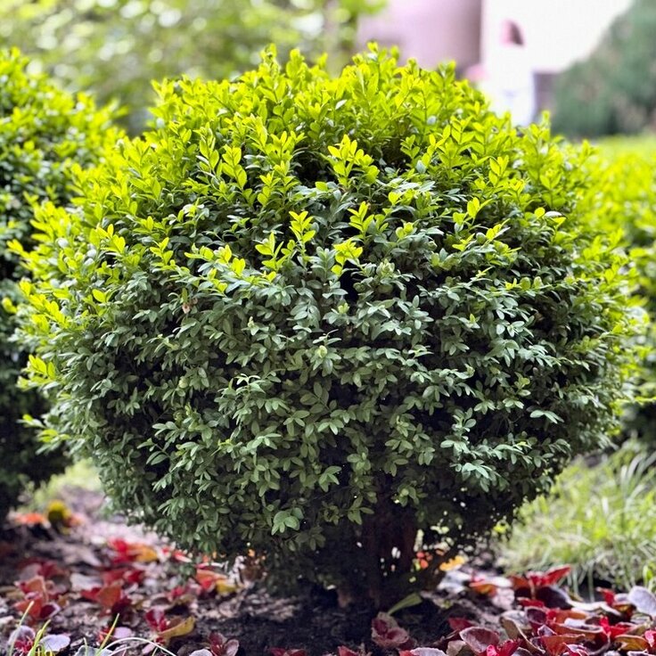 Buxus: de alleskunner in je tuin