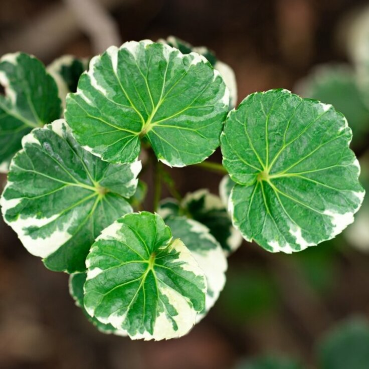 Woonplant van de maand oktober: de Polyscias