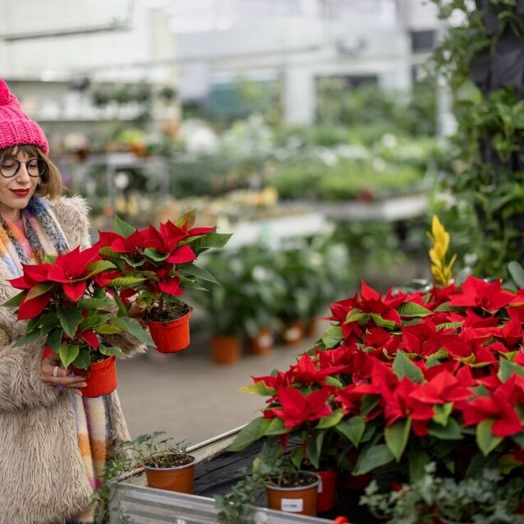 Kerstster in de Schijnwerpers!