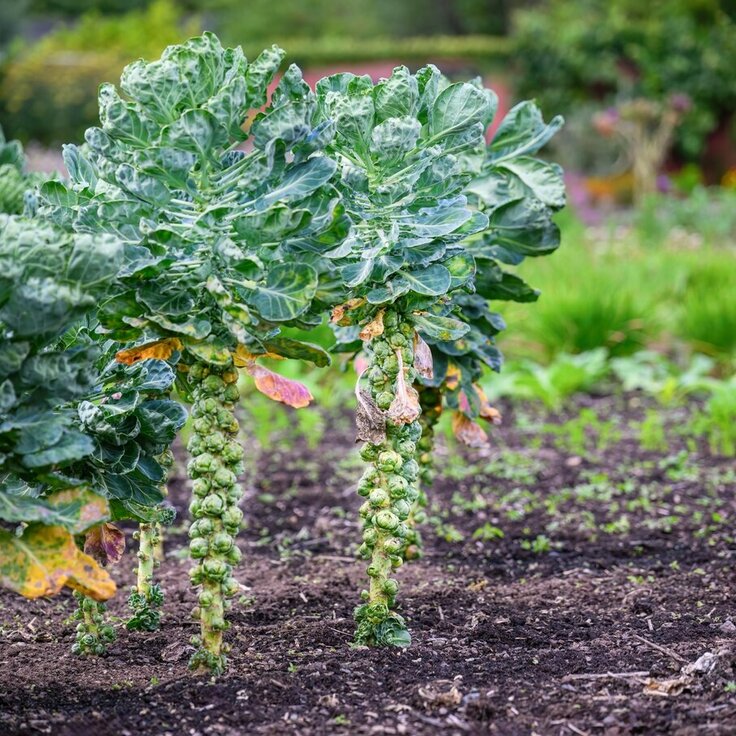 Zelf wintergroenten kweken in de moestuin: Stap voor stap aan de slag