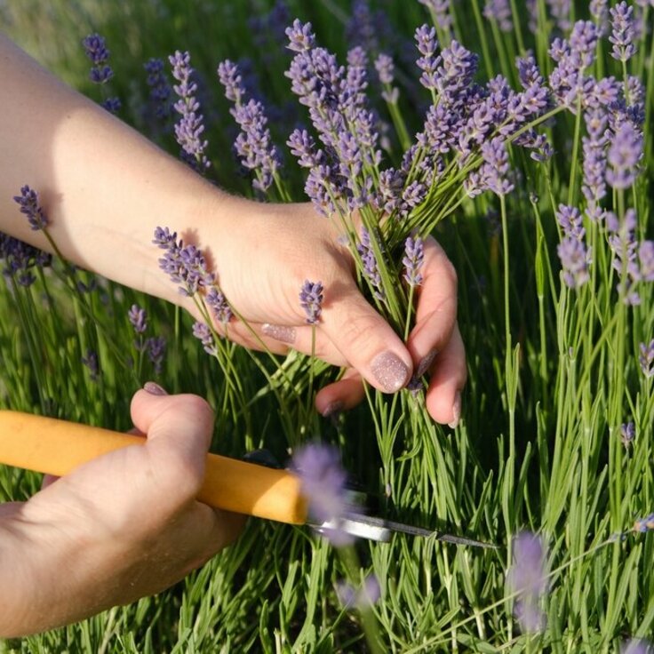 Wanneer en hoe lavendel snoeien? Dé ultieme gids! (Uitgelicht: tuinplanten)