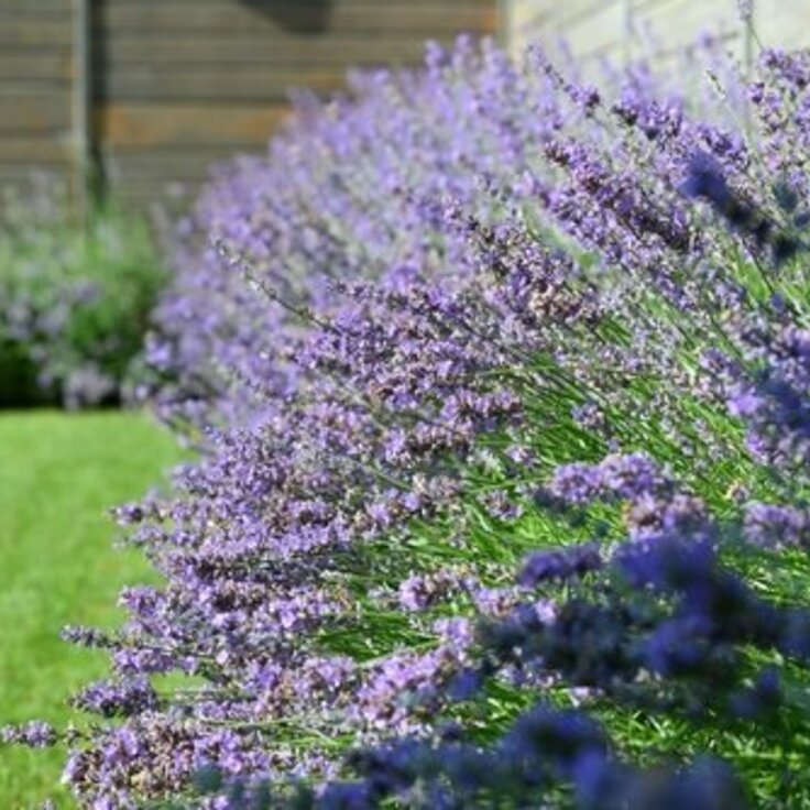 De 7 Beste Geurende Tuinplanten