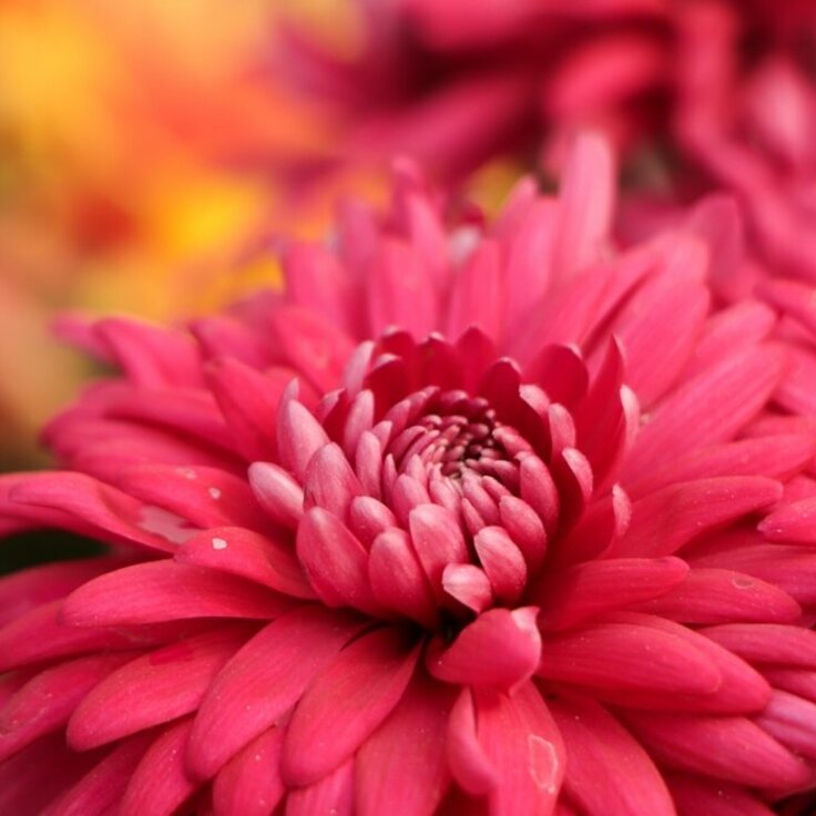 Chrysant als snijbloem