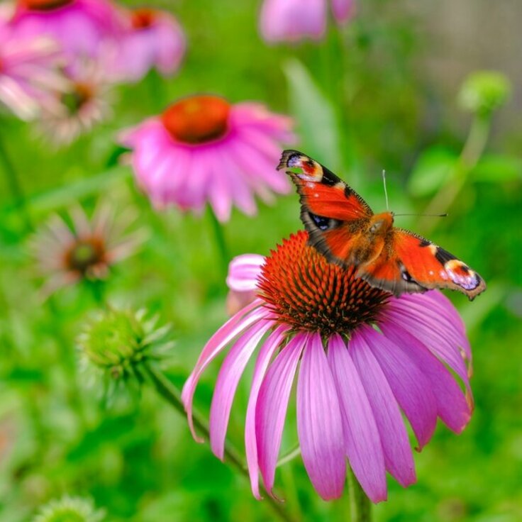 Herfstplanten: Een feest voor bijen en vlinders (Uitgelicht: tuinplanten)