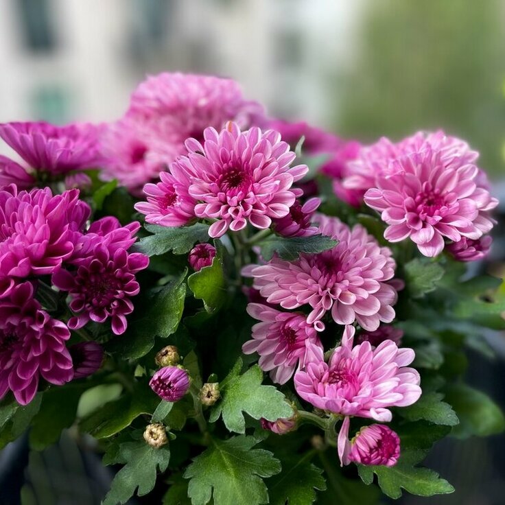 Zomerse musthave: Chrysant