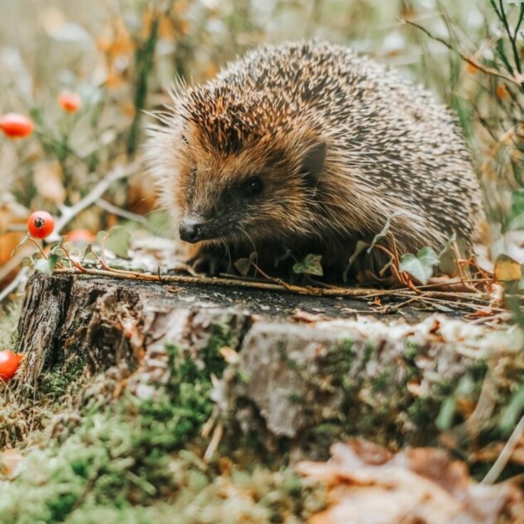 Help de egel de winter door (Dieren in de tuin)