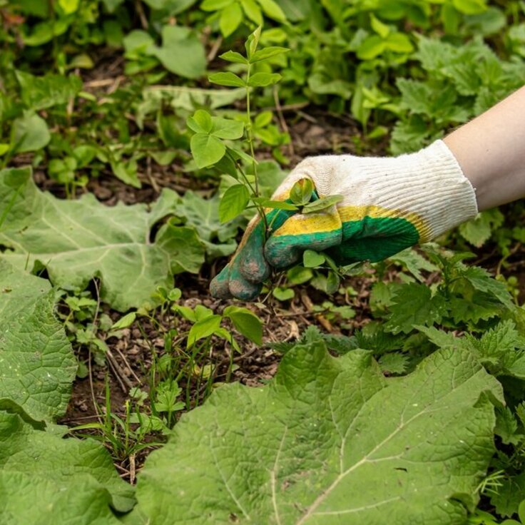 Hardnekkig onkruid: de truc met het karton