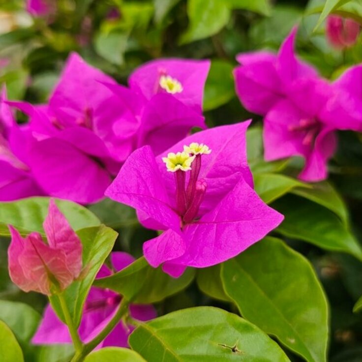 Bougainvillea; de kleurrijke verrassing!