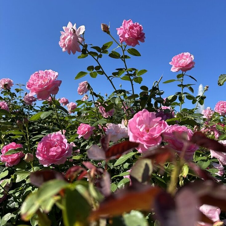 Rozen snoeien in juli en augustus