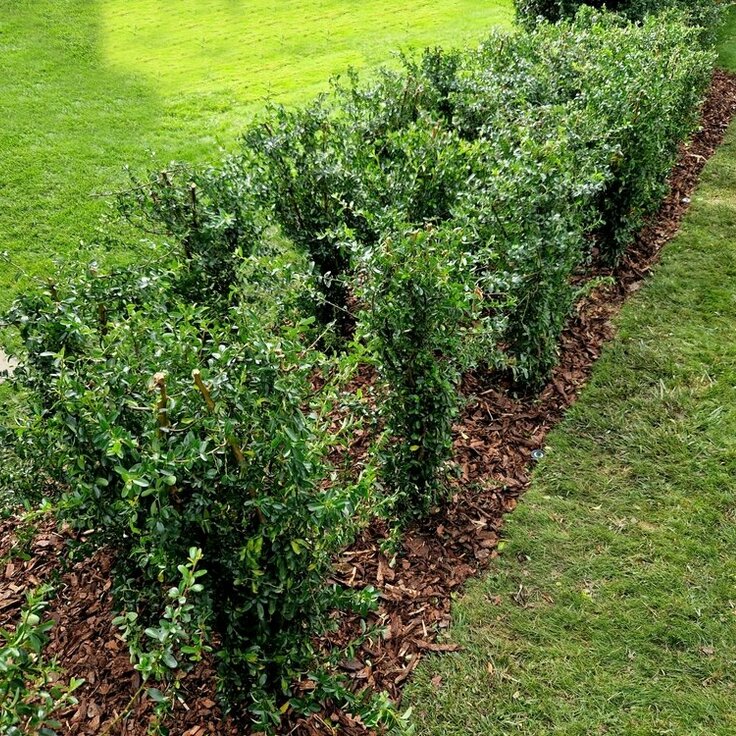 De haag als het groene behang van je tuinkamer