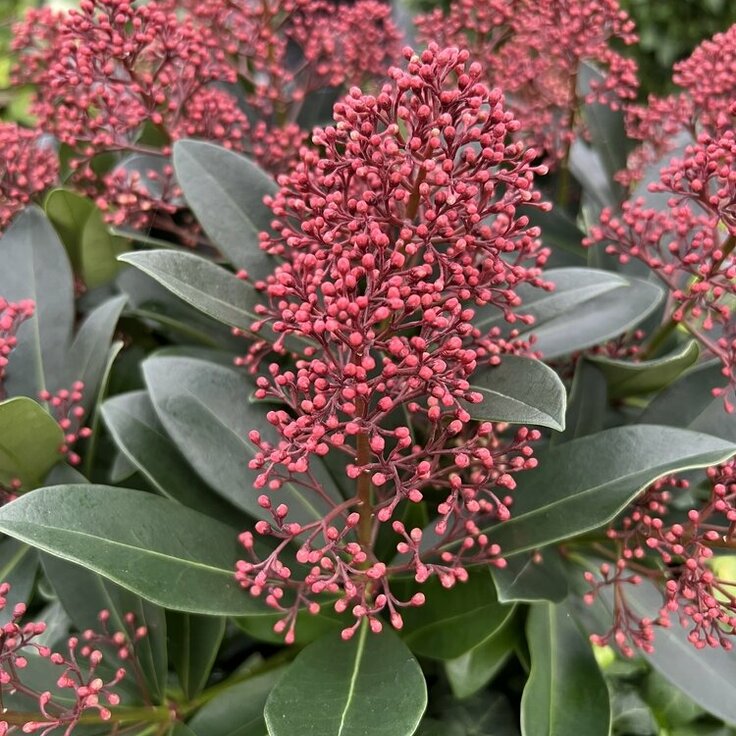 Tuinplant van de maand september: Skimmia (Uitgelicht: tuinplanten)