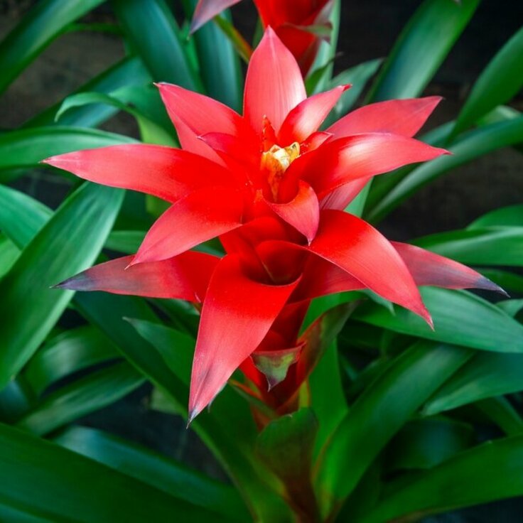 Kweek je eigen bromelia