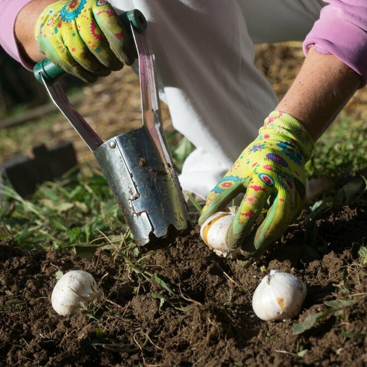 Gratis bollenplanter voor uw bloembollen!