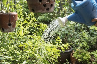 Hoeveel water moet ik mijn kamerplant geven? (Kamerplanten)