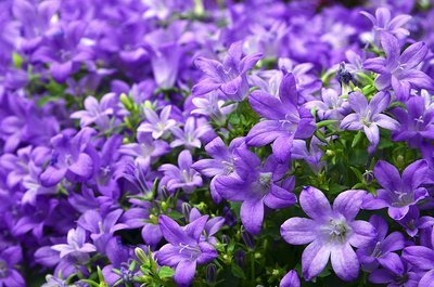 Enorm veel bloemen in de tuin met de Campanula! (Uitgelicht: tuinplanten)