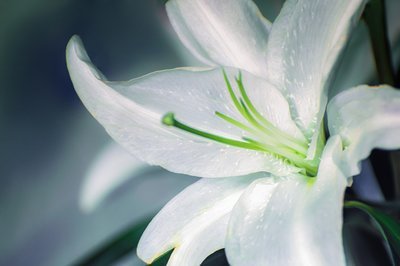 Bloem van de maand: de lelie (Kamerplanten)