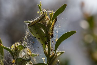 Bestrijd de buxusmot! (Dieren in de tuin)