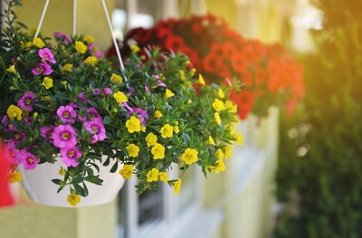 9x een originele hanging basket (Kamerplanten)