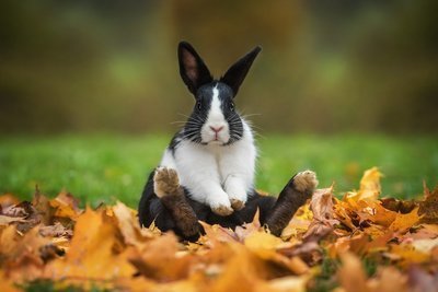 Internationale Dag van het konijn: Waarom gedraagt mijn konijn zich zo raar? (Dierbenodigdheden)