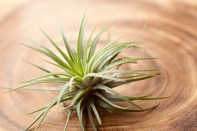 Tillandsia: de artistieke air plant (Uitgelicht: woonplanten)