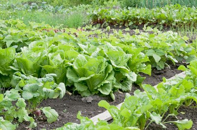 Tips voor het aanleggen van een moestuin (Moestuin)