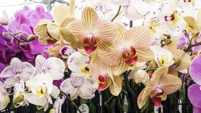 Tips voor de verzorging van de orchidee (Kamerplanten)