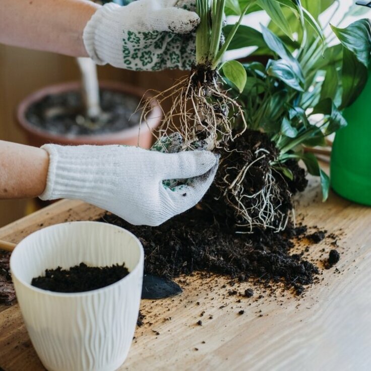 Gids voor het verpotten van kamerplanten