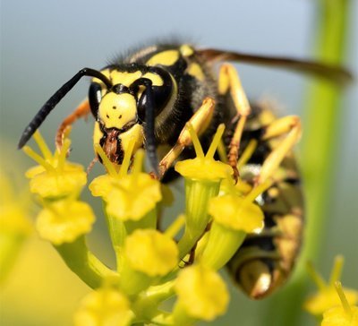 Houd wespen op afstand! (Dieren in de tuin)