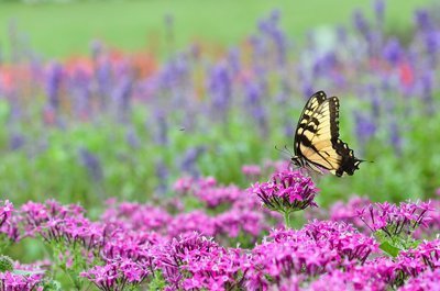 Top 10 vlinderplanten (Dieren in de tuin)