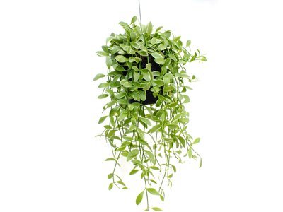 Top 5 hangplanten (Kamerplanten)