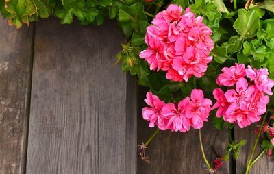 Leve de potgeranium (Pelargonium)! (Uitgelicht: tuinplanten)