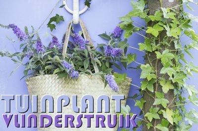 Tuinplant van de maand augustus: vlinderstruik (Uitgelicht: tuinplanten)