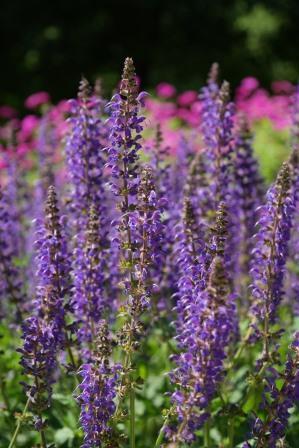 Tuinplant van de maand: Salie (Uitgelicht: tuinplanten)