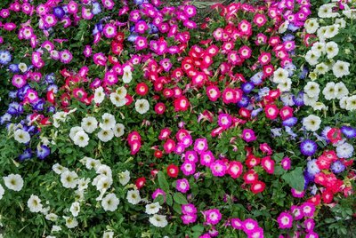 Tuinplant van de maand april: Petunia (Uitgelicht: tuinplanten)