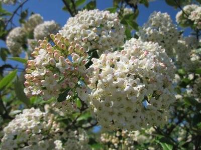 Tuinplant van de maand: Sneeuwbal (Viburnum) (Uitgelicht: tuinplanten)