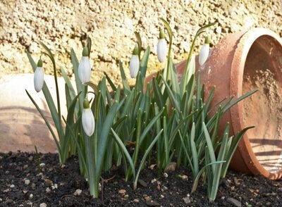 Tuintips voor maart (Tuinieren)