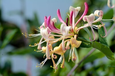 Tuintips voor mei (Tuinieren)