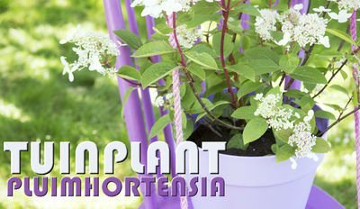 Tuinplant van de Maand juli: Pluimhortensia (Uitgelicht: tuinplanten)