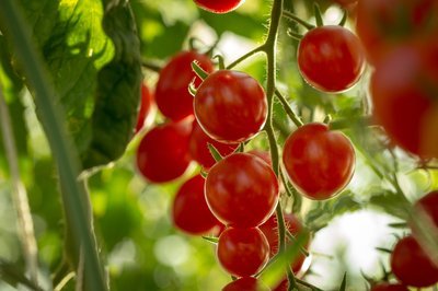 Hoe verzorg ik mijn tomatenplant? (Moestuin)