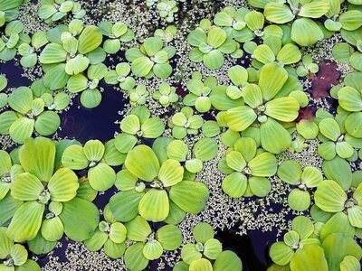 Tuincentrumoverzicht.be: Grootste online tuincentrumgids van België (Tuinnieuws)