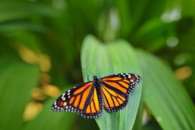 Help de vlinder in uw tuin met deze eenvoudige stappen! (Dieren in de tuin)