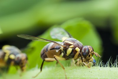 Last van wespen? Zo verjaagt u ze! (Dieren in de tuin)