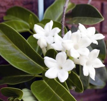 Woonplant van de maand: geurende witte planten (Uitgelicht: woonplanten)