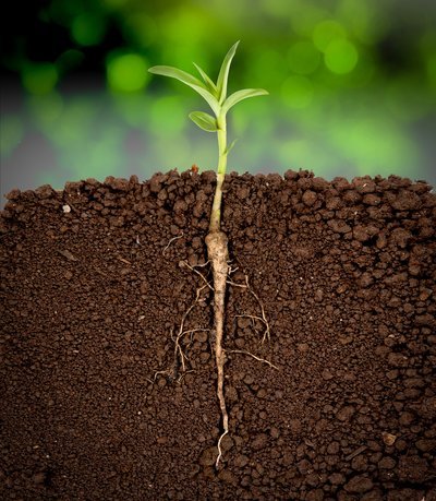 Moestuinieren voor beginners: worteltjes verbouwen! (Moestuin)