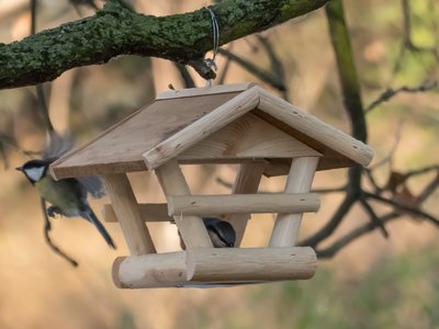 Zes veel voorkomende fouten bij het voeden van buitenvogels (Dieren in de tuin)